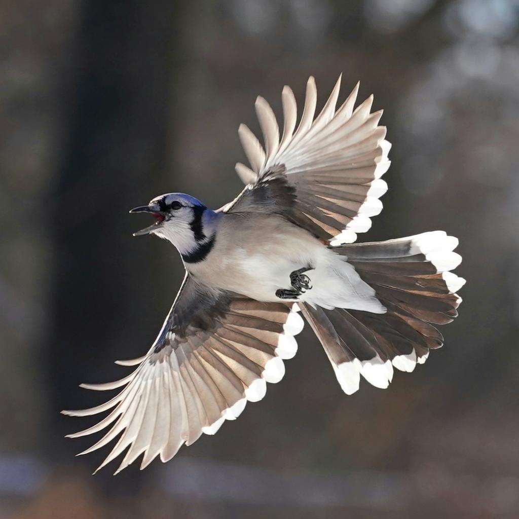 lucas urbe on X: Blue Jay sunny wings , near Jaciello statue , Central  Park. #birdcpp #birdsinflight #flyingbirds #birds_in_flight #blue_jay  @birdCentralPark #bluejay  / X