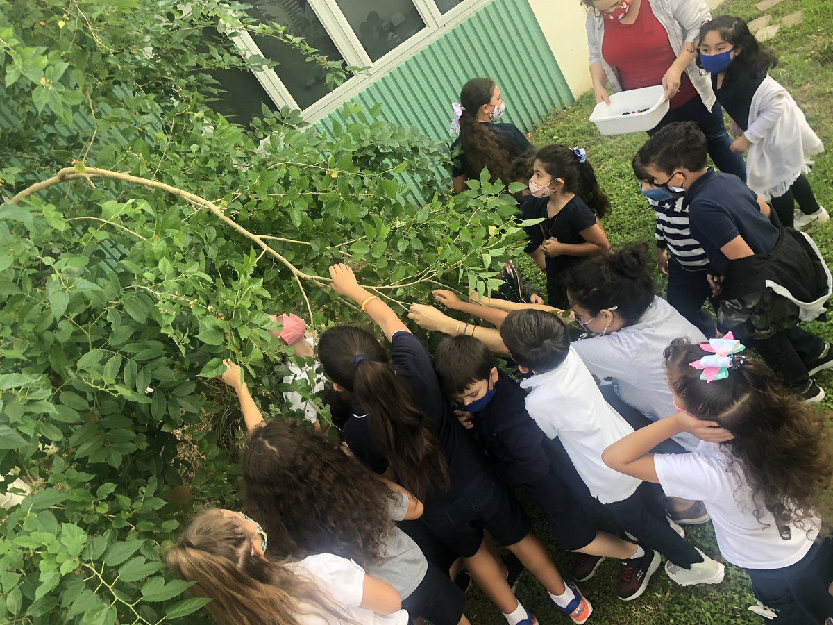JuankyDiaz's tweet photo. Itβs almost #spring πΏ. Working with @cpe_prek on the @EducationFund #foodforrest #schoolgarden plant π± right before the rain π§ @CoralParkElemS #lunadiaz πͺ΄#3rdgrade #cpe #handsonscience goes perfect with our scienceππ π lessons @STEMDesignation @MDCPSSTEAM @TLCabrera3 https://t.co/coVHXQtww8