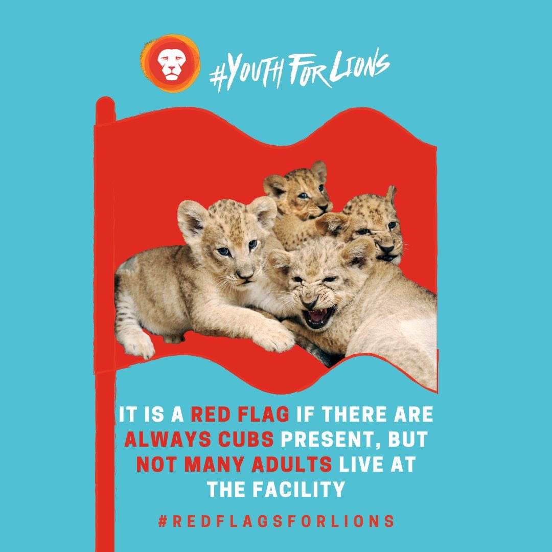 YouthForLions's tweet photo. #REDFLAGSFORLIONS Campaign
π© If there are always baby predators present, but not many adults live at the facility you can find the questions you can ask to dig a little deeper over on out Facebook page.
>> https://t.co/PnNbuagthW
#bancubpetting https://t.co/xvCykp1M4U