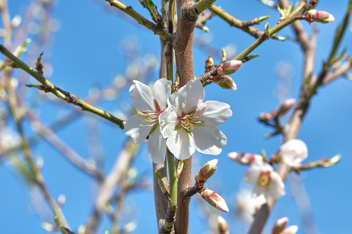 Dropcopter tweet media