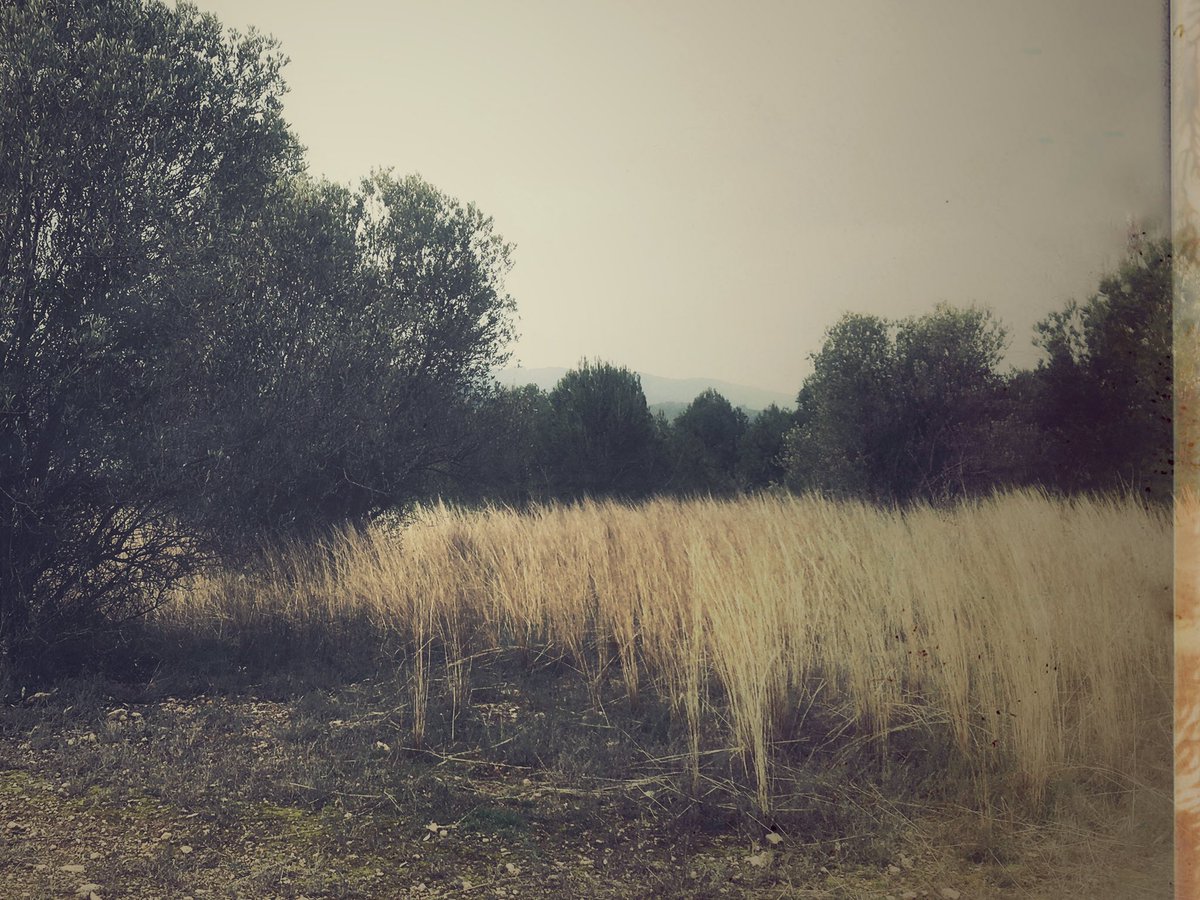 loida_comabella's tweet photo. ‘deixem que passi el temps de les flors
I que les nits fosques agafin l’ànima
I la portin a qualsevol lloc per descobrir’

#photography #digitalartwork #fotografia #NaturePhotography https://t.co/Evw4EcQJlF