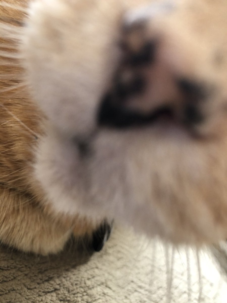 joeyfreckle's tweet photo. yuo wamt a kisse ? ok hear yuo go ! yuo dont wamt kiss ? ok that ise cool to ! consemt is importent ! https://t.co/iHS9jNsBgj