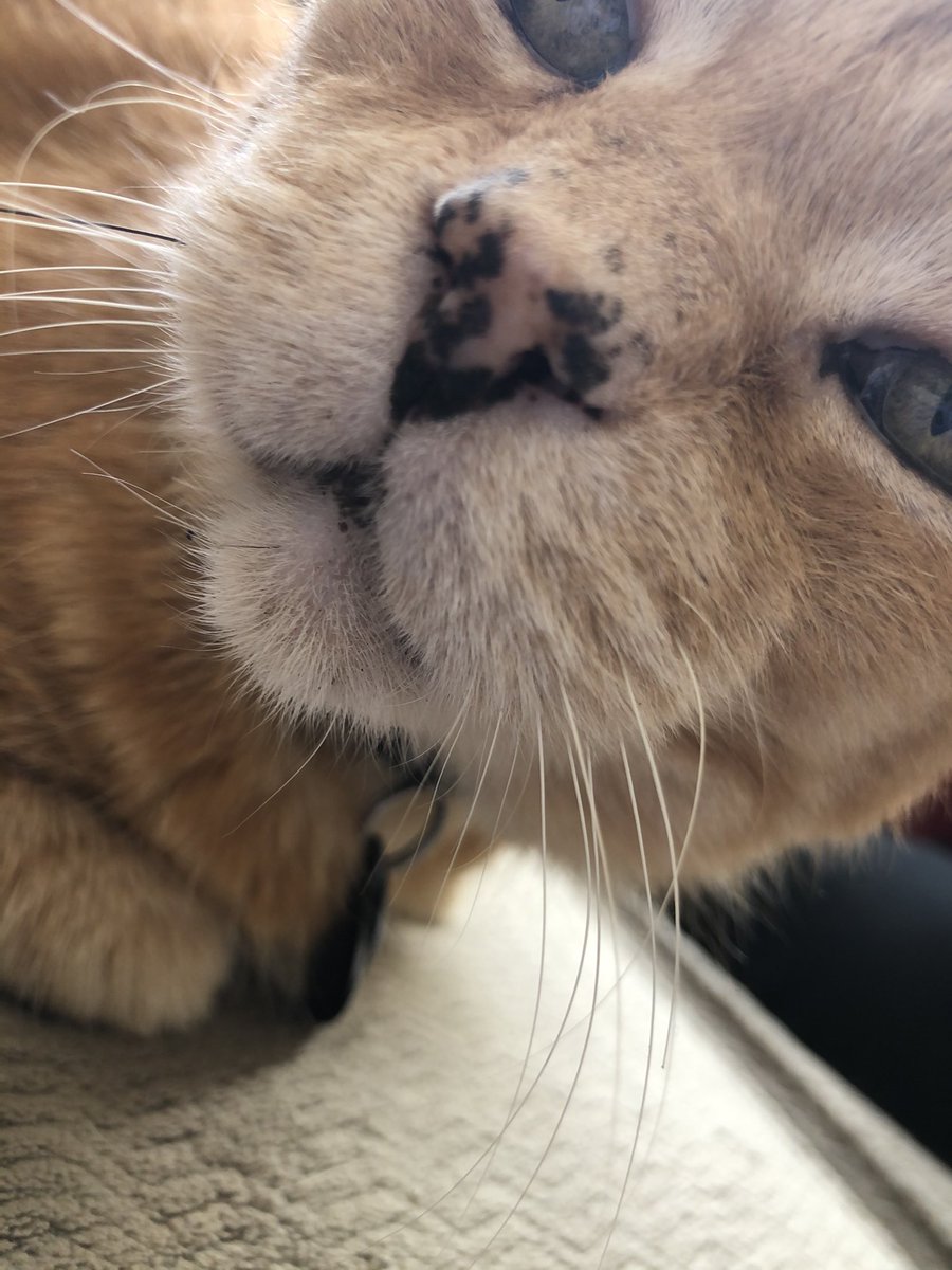 joeyfreckle's tweet photo. yuo wamt a kisse ? ok hear yuo go ! yuo dont wamt kiss ? ok that ise cool to ! consemt is importent ! https://t.co/iHS9jNsBgj