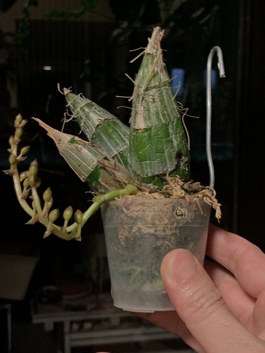 白金バースデーパーティー のtwitter検索結果 Yahoo リアルタイム検索