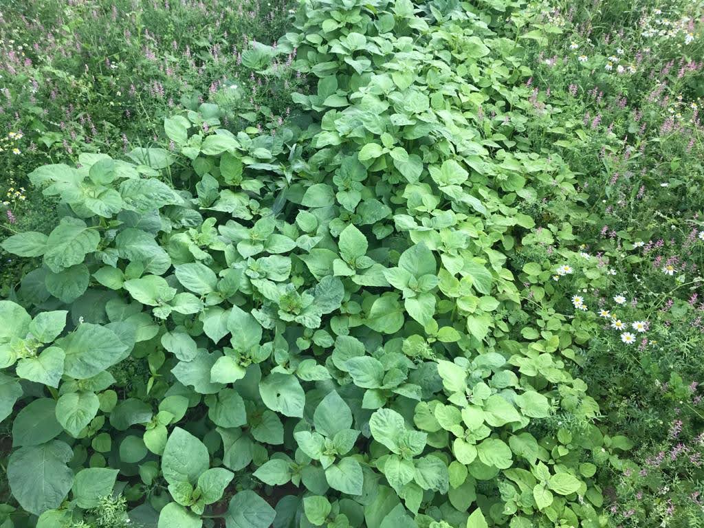 IFarmers's tweet image. This is why #farmerled research is vital👇

65% of UK land used to grow 🥔 is infected with pest PCN

🚜Farmers knew #vydate ban was on the way

So researched #pesticidefree techniques

🌱Discovered key #trapcrop knowledge making them ahead of the curve

👉bit.ly/38ZHhPz