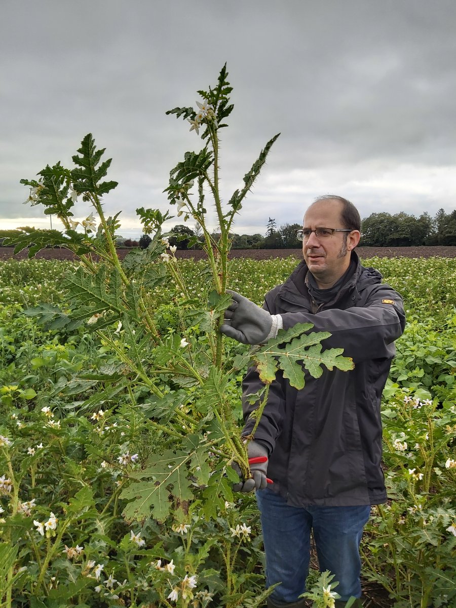 IFarmers's tweet image. This is why #farmerled research is vital👇

65% of UK land used to grow 🥔 is infected with pest PCN

🚜Farmers knew #vydate ban was on the way

So researched #pesticidefree techniques

🌱Discovered key #trapcrop knowledge making them ahead of the curve

👉bit.ly/38ZHhPz