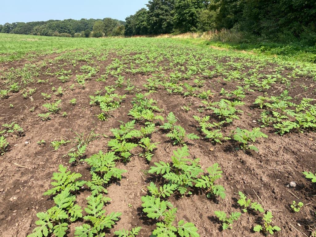 IFarmers's tweet image. This is why #farmerled research is vital👇

65% of UK land used to grow 🥔 is infected with pest PCN

🚜Farmers knew #vydate ban was on the way

So researched #pesticidefree techniques

🌱Discovered key #trapcrop knowledge making them ahead of the curve

👉bit.ly/38ZHhPz