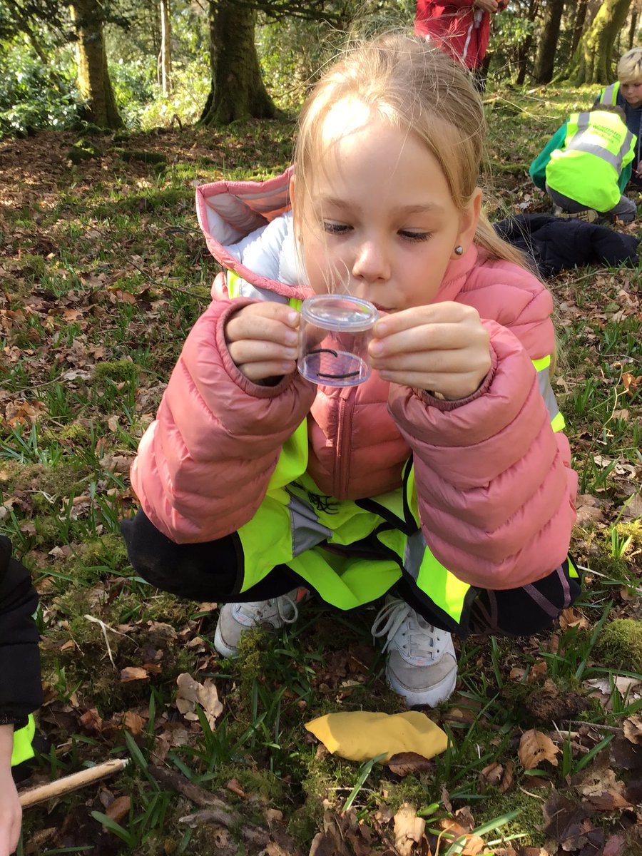 BarrhillPrimary's tweet photo. P4-7 have had a great time surveying biodiversity in the woods and grasslands. We are working towards a Hi5 Award for Outdoor Science @thistledownseed https://t.co/FtmctlEgHv