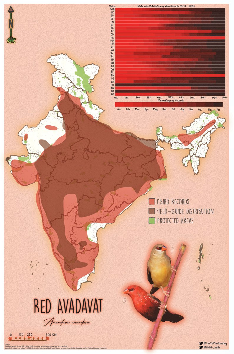 bhlab_india's tweet photo. This week for #FlutterFriday, we have the strikingly pretty Red Avadavat /Strawberry Finch/ Red Munia! 🍓🐦 #ebird #Birds #Distribution #Gis #Maps by @CartoMarkandey https://t.co/sPN1jm2bC7