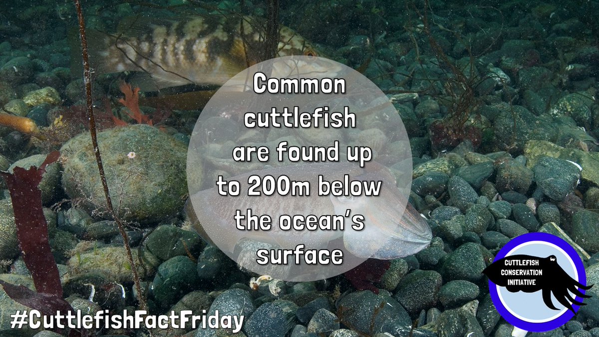 cuttle_cons's tweet photo. It's #CuttlefishFactFriday! Did you know that common cuttlefish range between the surface and 200m deep? This is because if they dive any deeper their cuttlebones can actually explode due to the pressure!
📸 @.paulnaylormarinephoto on insta
#CommonCuttlefish #Biology https://t.co/gAZWxAQhPY