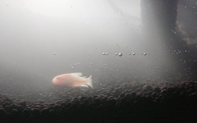 コリドラスのtwitterイラスト検索結果