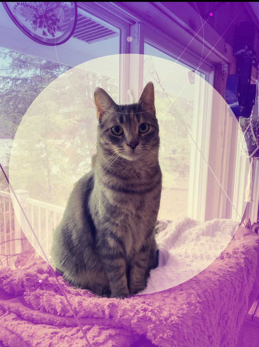 cptndavecaptain's tweet photo. @Meat____Vegan @Meat____Vegan I was actually just messing around with Adobe Camera. A free app with live filters. It’s amazing. (@Adobe needs to start paying me to advertise) #RaverKitty https://t.co/IOJFxxhTaI