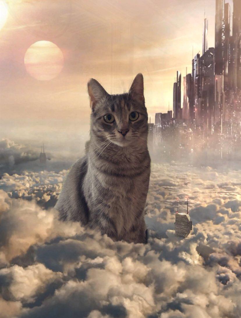 cptndavecaptain's tweet photo. @Meat____Vegan @Meat____Vegan I was actually just messing around with Adobe Camera. A free app with live filters. It’s amazing. (@Adobe needs to start paying me to advertise) #RaverKitty https://t.co/IOJFxxhTaI