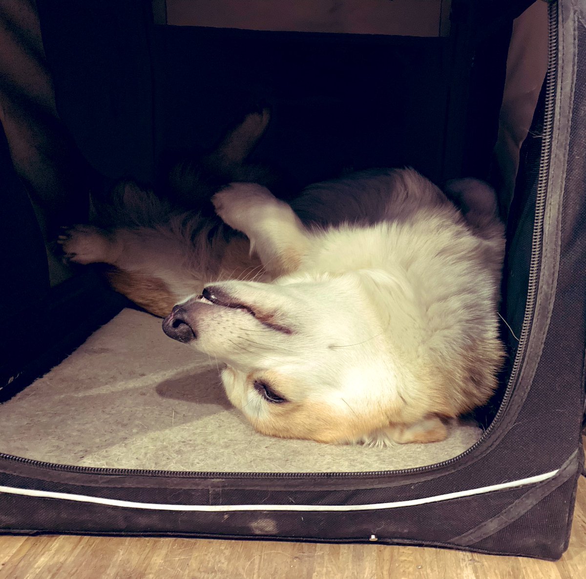 praehist3D's tweet photo. I think my support corgi is broken. #dogs_at_work #pixelschubsen but the background snoring is calming while I process 3D Scans :) https://t.co/mMHxA5gf8S