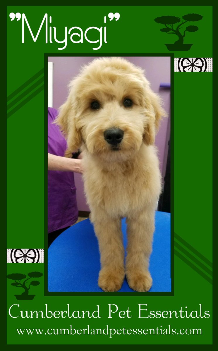 Patience grasshopper. We didn't need patience with Miyagi! He was a fun and snuggly lil man!!

#GroomedDogsAreHappyDogs #GoldenDoodles #GoldenDoodlePuppy #CutePuppies  #PuppiesofTwitter #DoodlesofTwitter #GoldenDoodlesofTwitter #DogsofTwitter