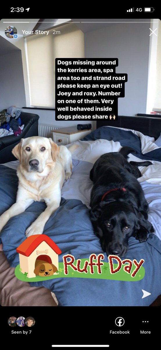 My Dogs are missing around the tralee, spa, kerries area. Please keep an eye out 🙌🏻🤞🏻🤞🏻