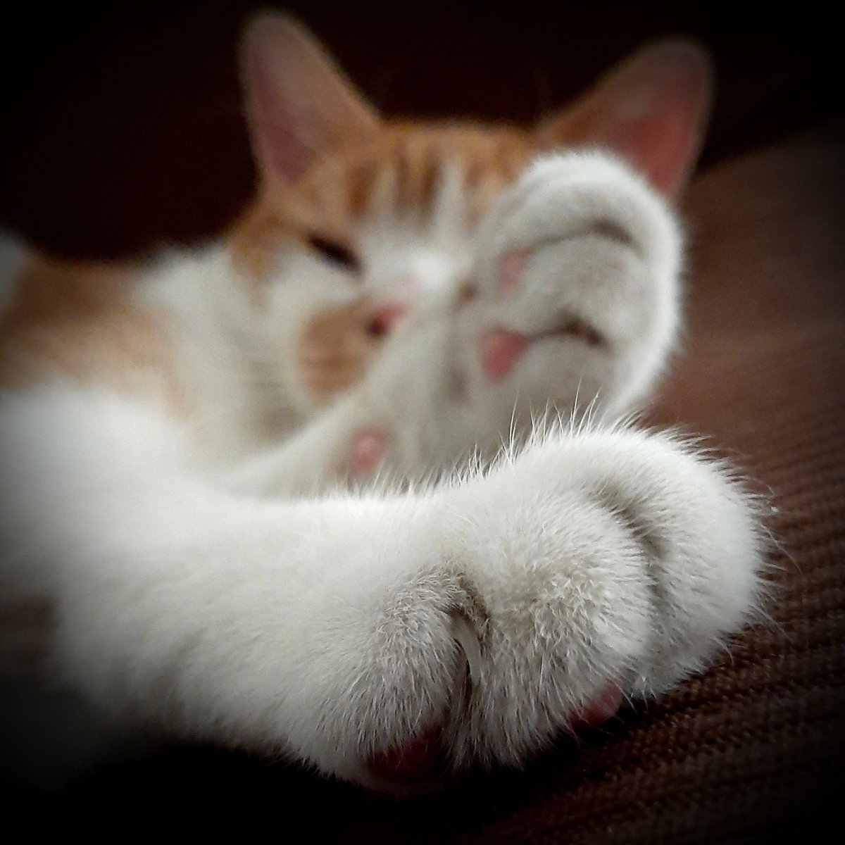 TheCatssels's tweet photo. 🐾🖤
Missing our sweet Phil so much. It's been 4-1/2 months and our hearts are forever broken. Nothing is the same without him. 
💔
#WeMissYou 
#CatsOfTwitter
#PhilCatssel (2018 - 2020) https://t.co/brUsJcKb4n