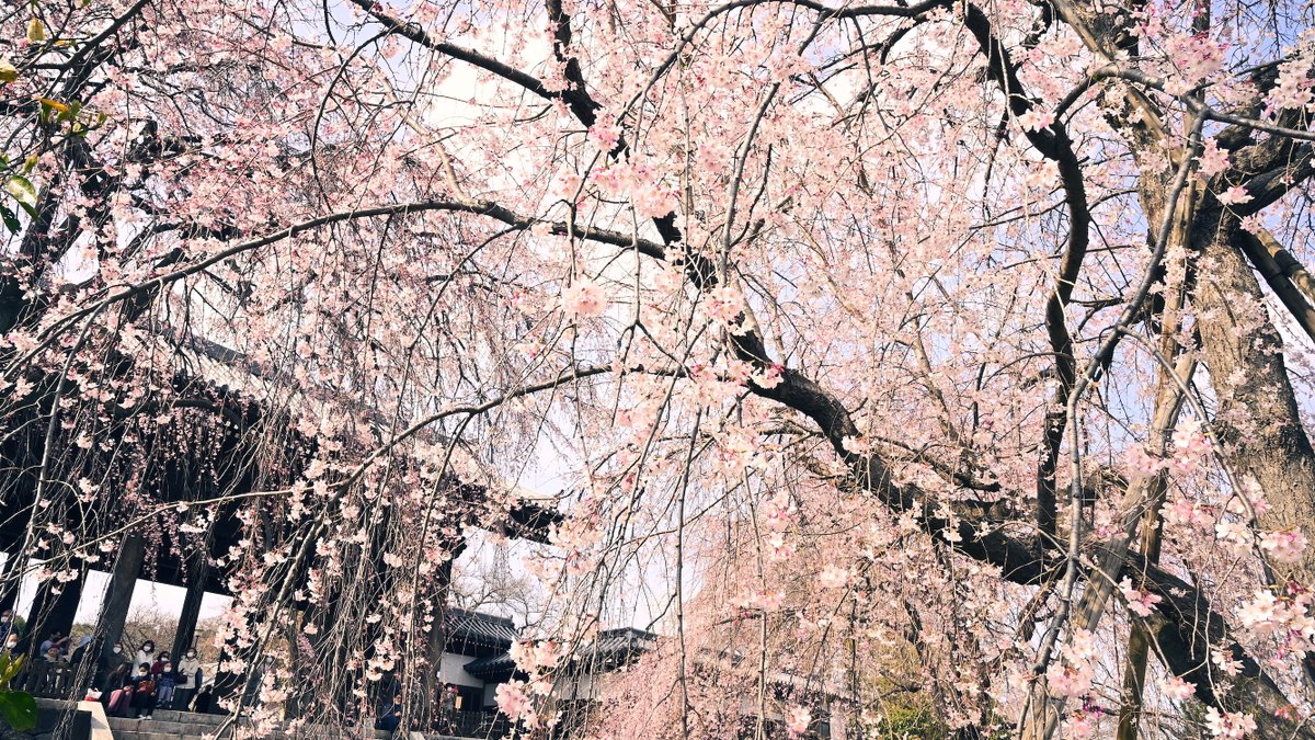 神は天にいまし すべて世は事もなし 東郷平八郎ゆかりの府中 東郷寺の枝垂れ桜を見て来ました 山門は映画 羅生門 のモデル セット となったそうです 府中 東郷寺 羅生門 東郷平八郎 枝垂れ桜 桜 季節の花 写真好きな人と繫がりたい 写真