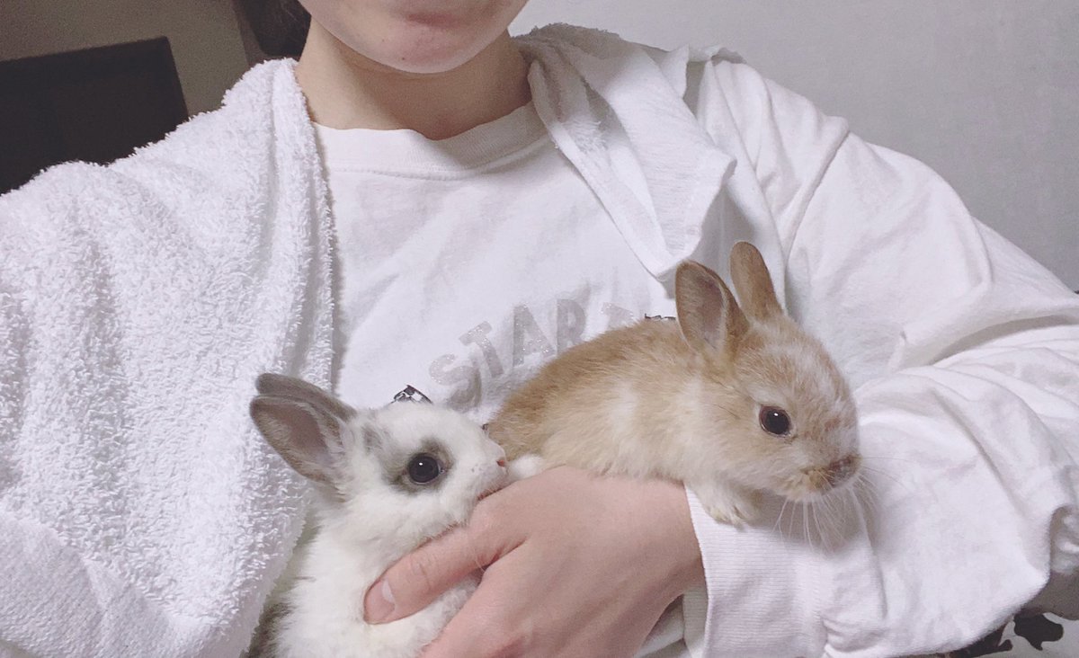 Karoine 可愛いウサギちゃん 抱きたい Karoine 可愛いウサギちゃん 抱きたい