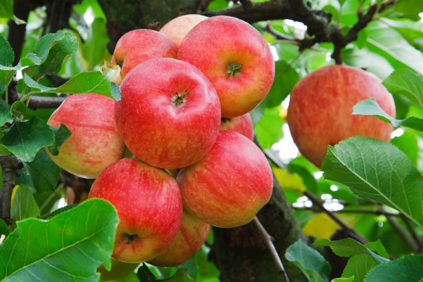 InghamConsDist's tweet image. Check out the Fruit Tree selection in this year's catalog! - mailchi.mp/628f0af0977e/l…