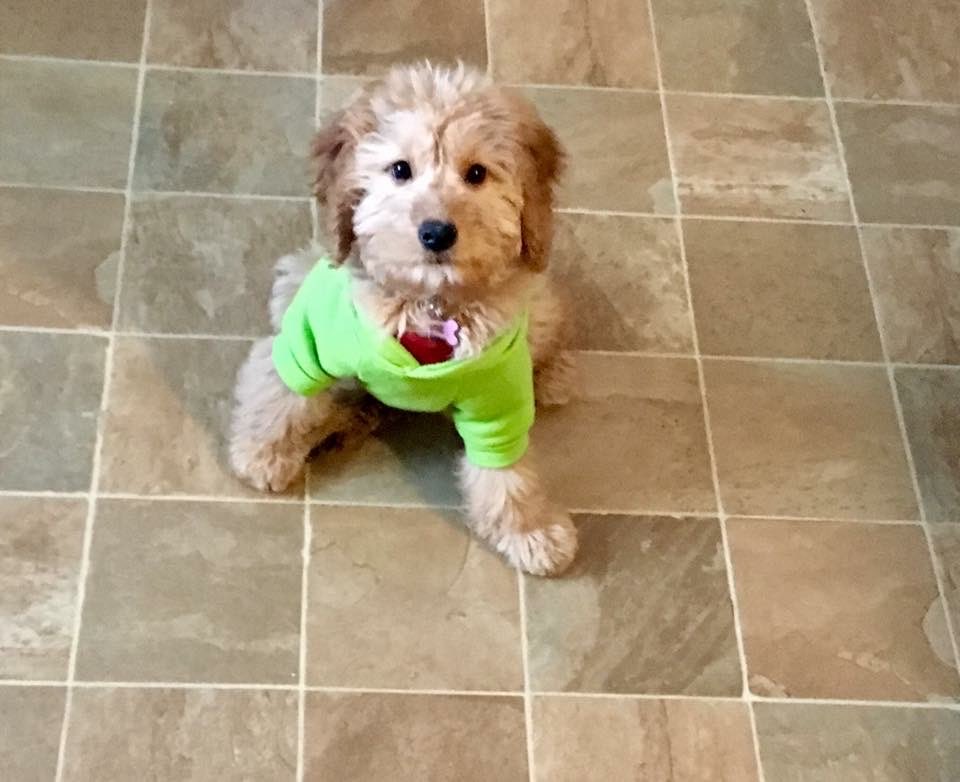 DelawareDoodle's tweet photo. #FlashbackFriday
Here is me as a baby!
#GoldenDoodlesOfTwitter #MiniDoodlesOfTwitter
#DogsOfTwitter #PowerPaws #TeddyLou #DelawareDoodle https://t.co/WdiRbXTp1W