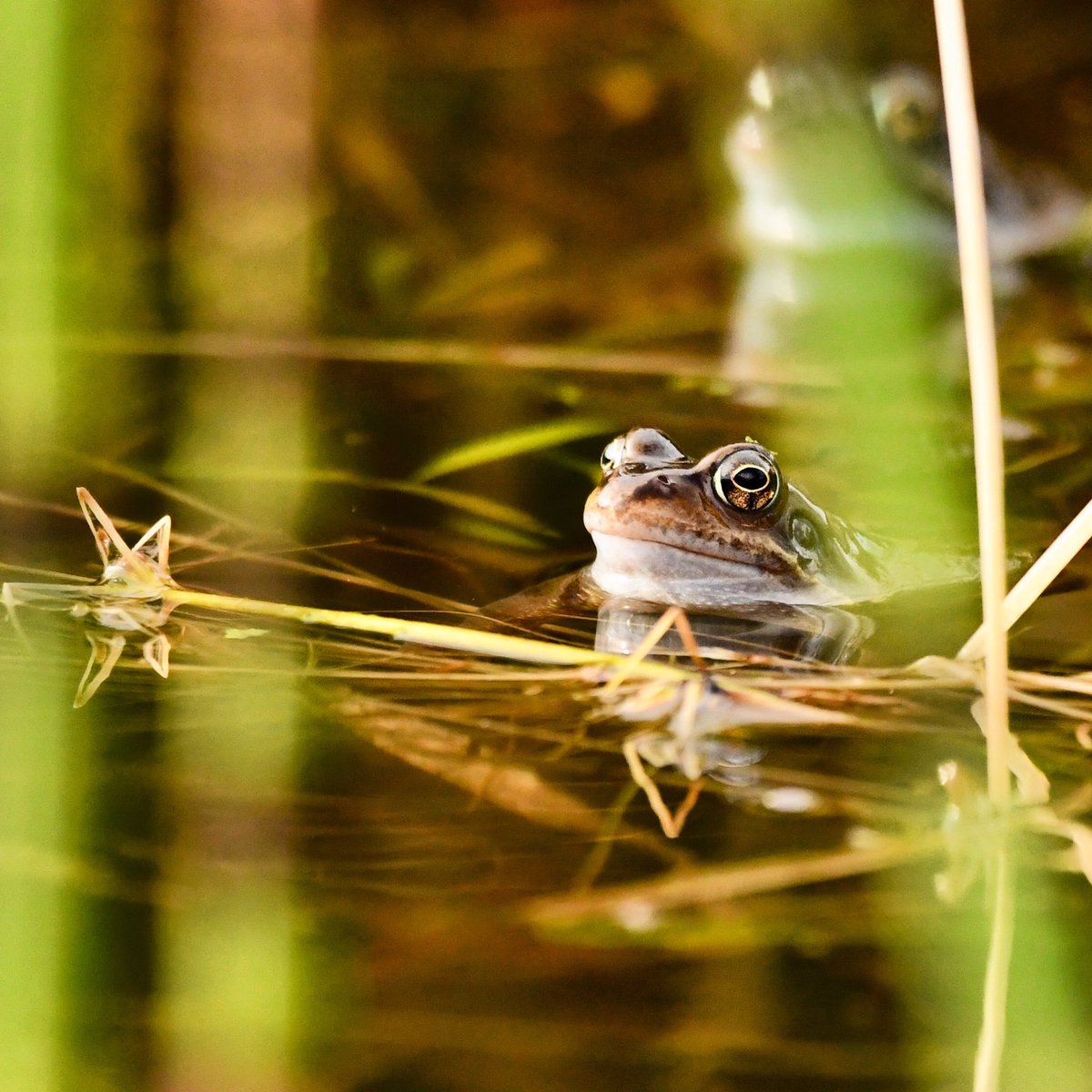 ScienceGeek1313's tweet image. Peeking through the pond plants to spot this gorgeous Common Frog 🐸 @BTO_GBW @WildlifeMag @froglifers