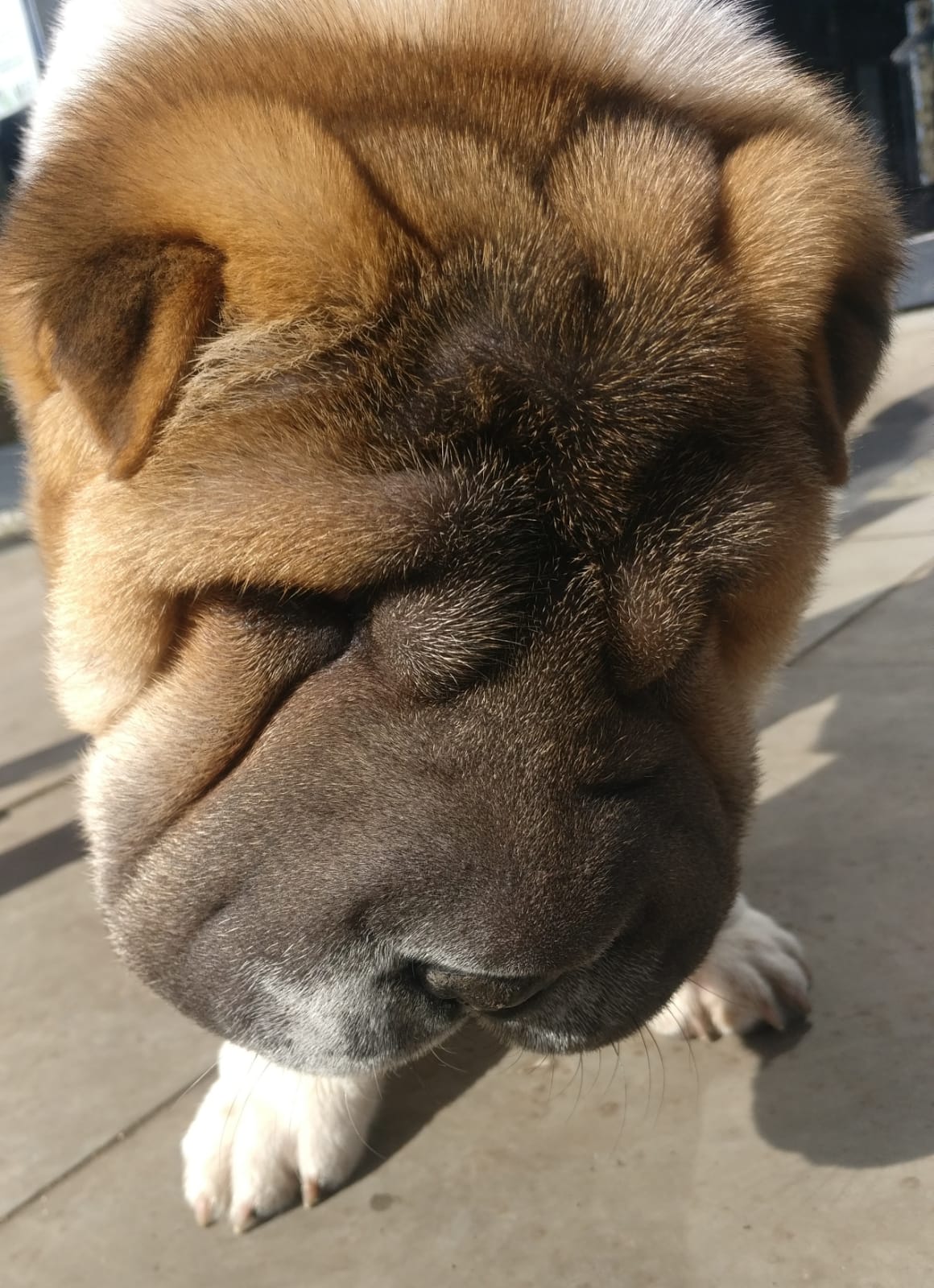 Can Dogs Eat Rice Cakes