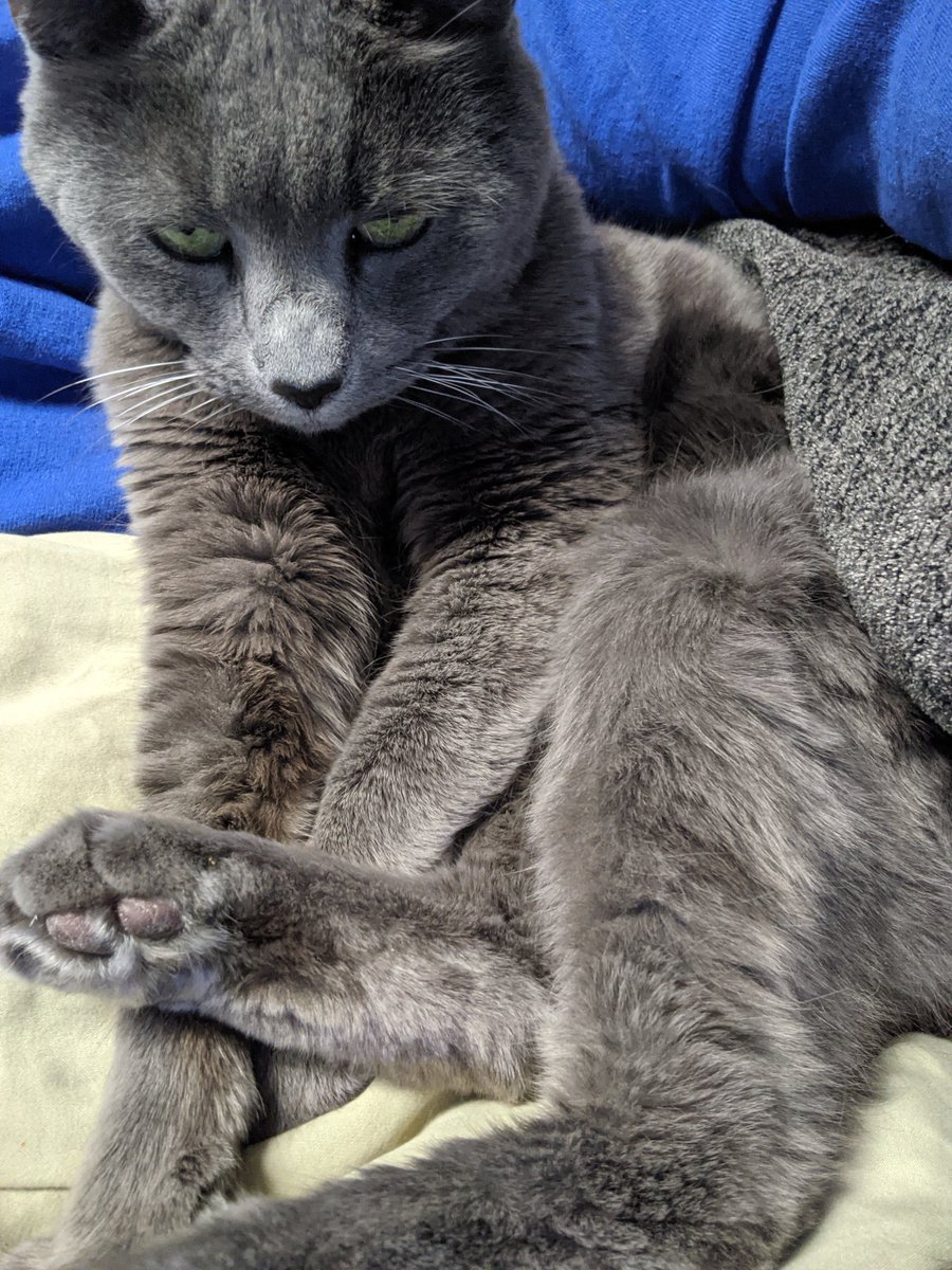 RadRose_'s tweet photo. While I miss being F2F for the #macul2021 conference, Millie is VERY happy to join in on the fun with me.

#CatsOfTwitter #workingfromhome  #LearningInSweatpants https://t.co/o3MXXPWZff
