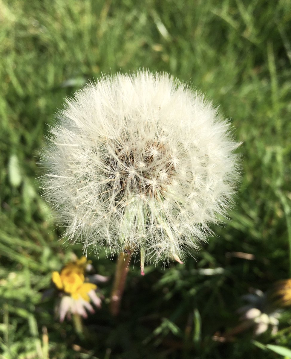 02flyballoons's tweet photo. Beautiful sunny day in Kent and dry enough to cut the grass. Just admiring the seeds of this dandelion in a wild patch. @NatureUK @WildlifeTrusts @ChrisGPackham #wildlife #sunnyday #naturelover https://t.co/3yP5g0pnaB