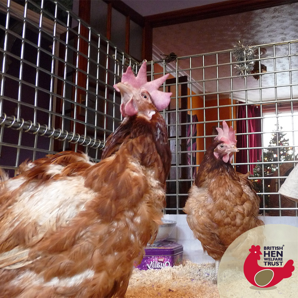 BHWTOfficial's tweet image. News just in from @APHAgovuk 

“The risk of avian influenza has reduced to ‘medium’. Enhanced biosecurity will remain in force but 31.03.21 will be the last day poultry will need to be housed (housing restrictions end 23:59 31st March 2021)

Please read:
gov.uk/government/new…