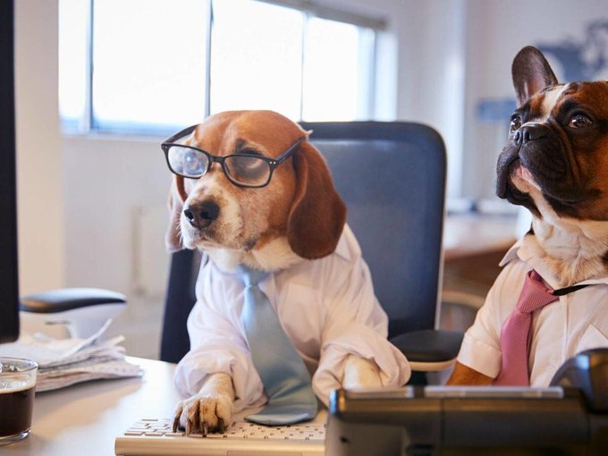 RT @DanitaBlackwood Taking Your Dog to Work Is Actually Great for Your Mental Health ow.ly/k4Eh50E0oQJ via @CookingLight
 #Dog #Workplace
