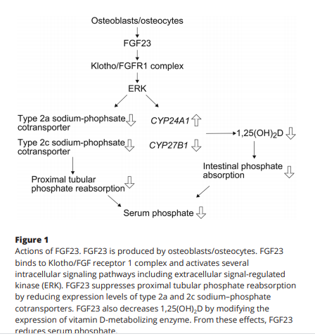 sociedadSEEN's tweet photo. 🦴FGF23-related hypophosphatemic rickets/osteomalacia: diagnosis and new treatment

▶El Ac contra FGF23, #burosumab, mejora las anomalías BQ, los signos RX de raquitismo, el crecimiento, la curación de FX y la mineralización alterada en hipoP ligada a X

https://t.co/qTGEtEFaH6 https://t.co/wQ1nzOOKP6