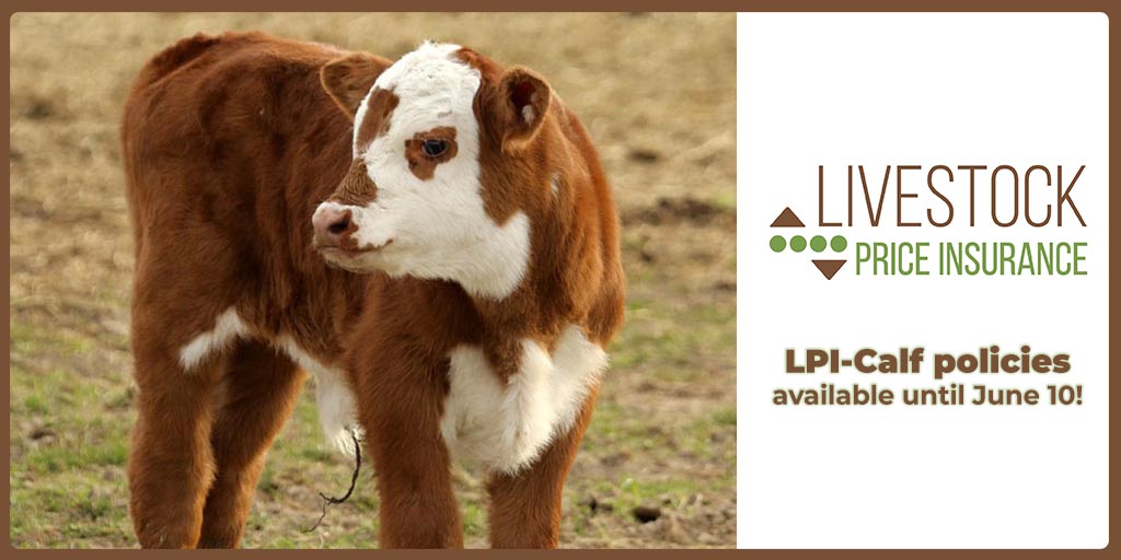 MASC_MB's tweet photo. #CalvingSeason is going strong and #LPI calf policies are available for purchase until June 10. Buy yours today and insure a price for your calves. https://t.co/SrNx5t8In0 https://t.co/iFlqYyzMIs