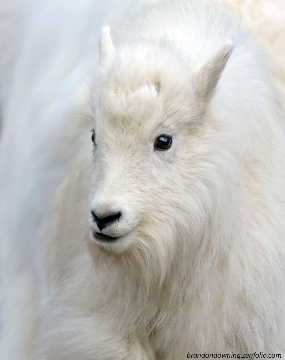 DowningImages's tweet photo. Mountain Goat kid @visitwyoming #GOAT #mountains #Explore #Wyoming https://t.co/kDsR3lnv6h