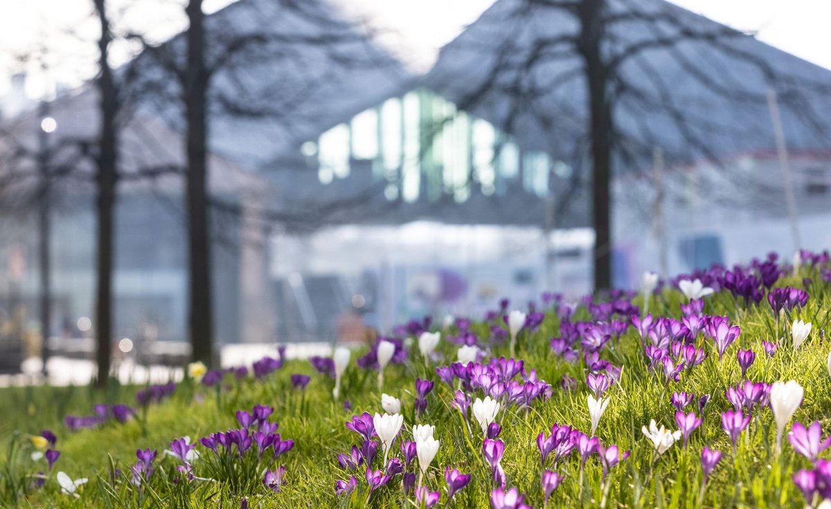 Hello Spring! 👋 🌻 

We love seeing the flowers starting to bloom in our wide open spaces. What's your favourite time of year at King's Cross?🌷 ☀️ 🍂 ❄️