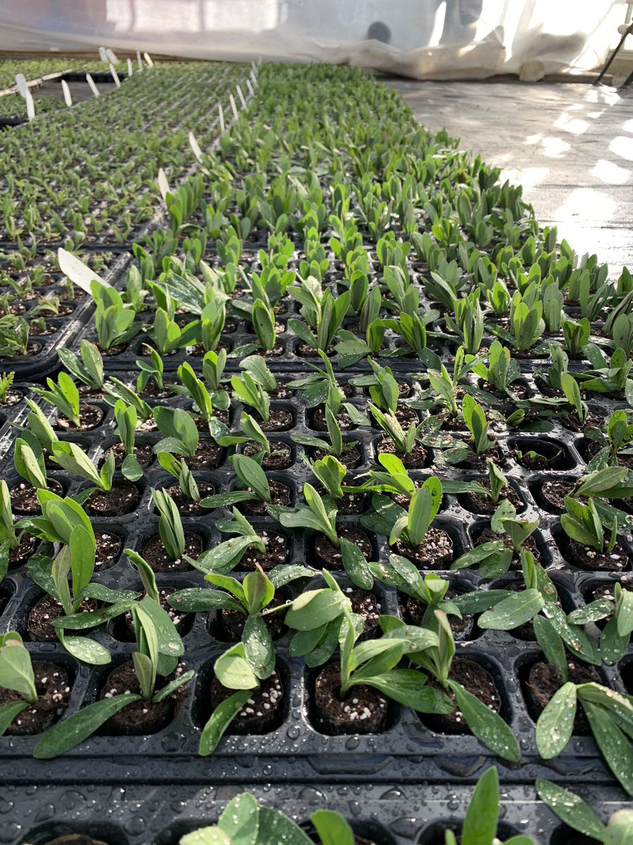 NeilAlcock's tweet photo. Nice cuttings of Euphorbia Walnertons Ruby Glow stuck today! @grahampfe https://t.co/g8zmHHIptu