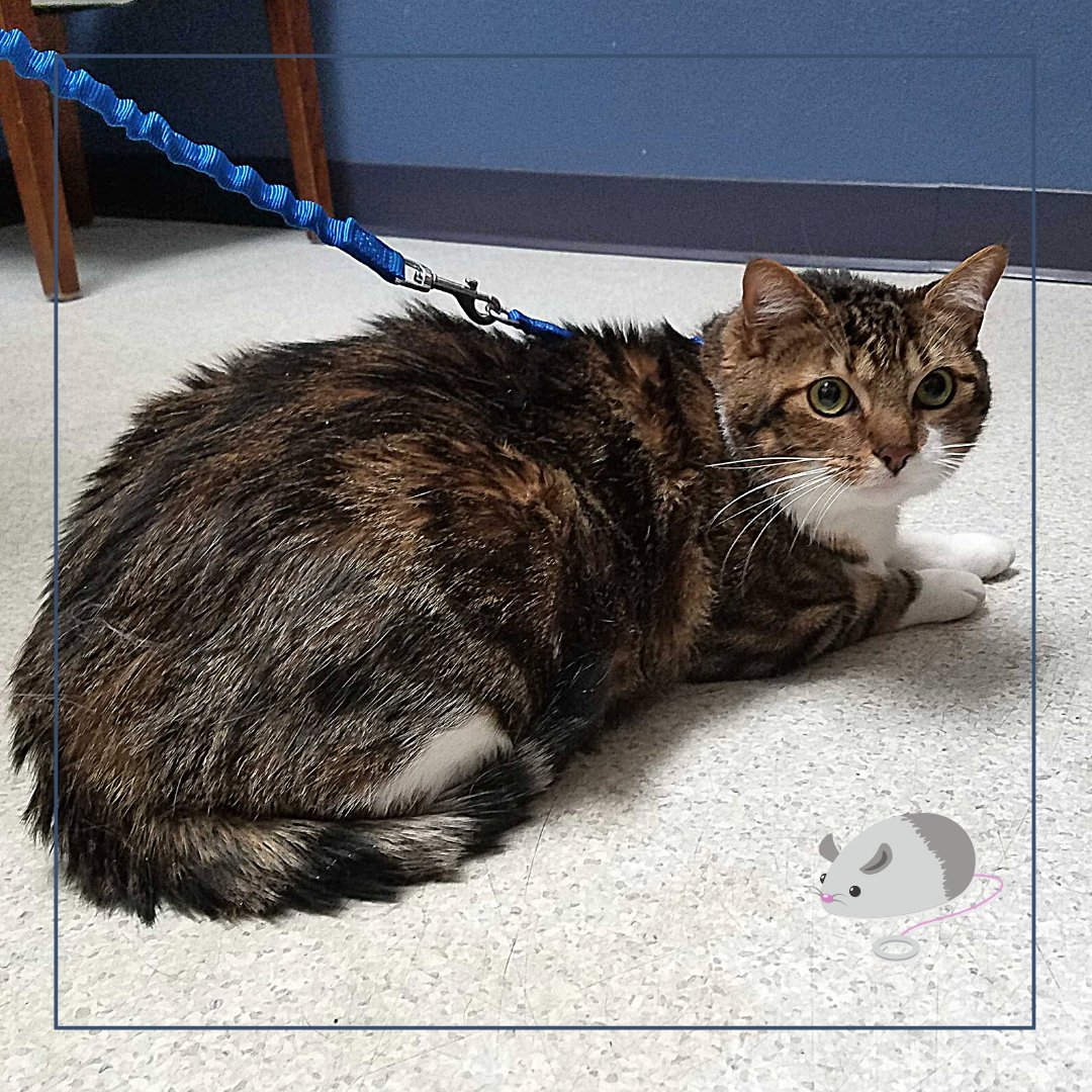 BothellPetHosp's tweet image. Jackson wasn't a fan of the kennel, so he thought he would give the leash a try. Results pending. #bothellpet #bothell #catsofbothell #cats #meow #adventurecat #pethealth #veterinary #vettechs #catsaroundtown