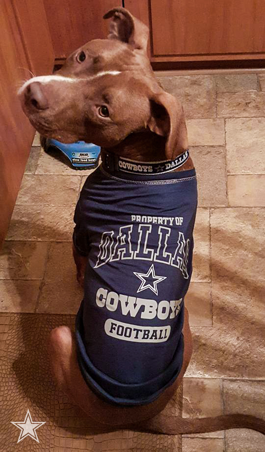 Dallas Cowboys Pet Jersey