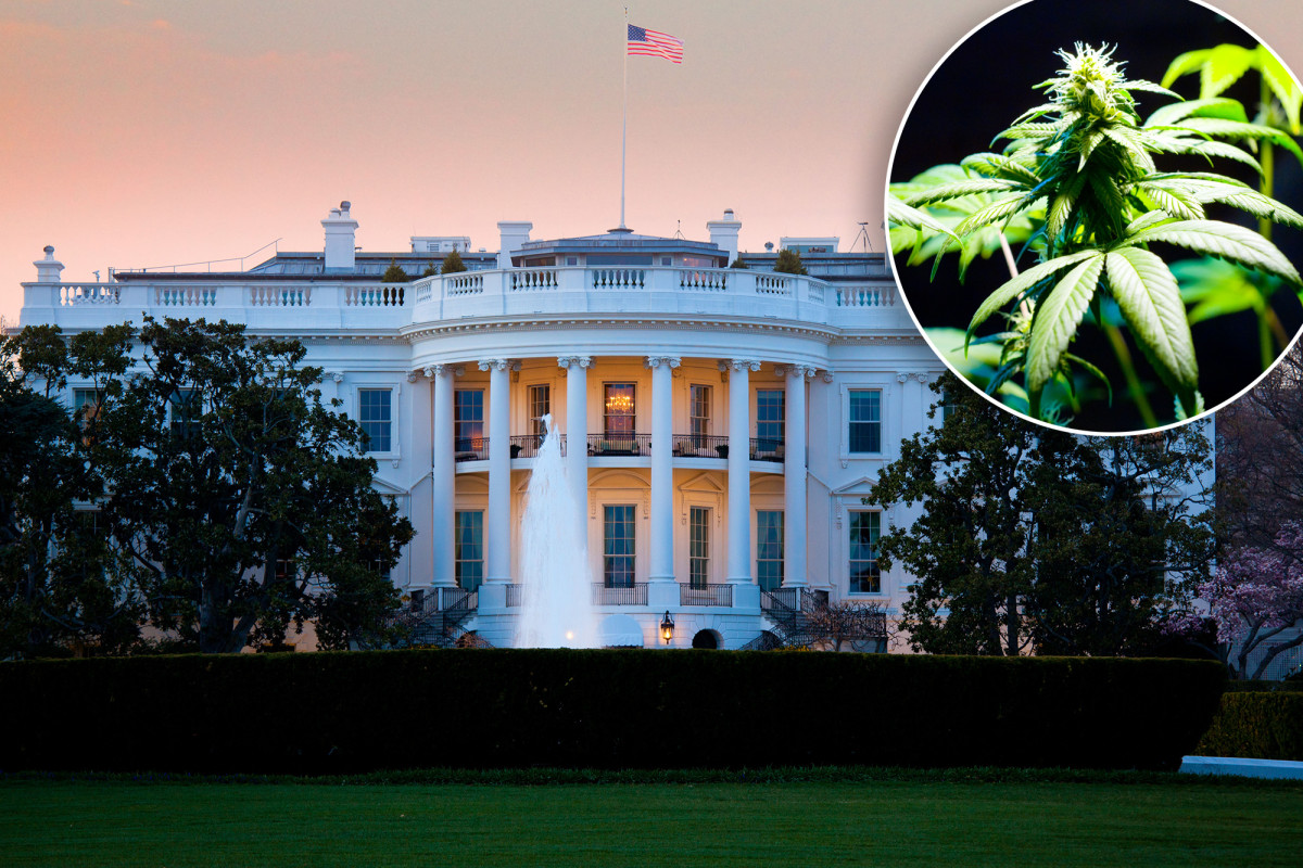 Jen Psaki says White House fired 'only five' aides for past marijuana use