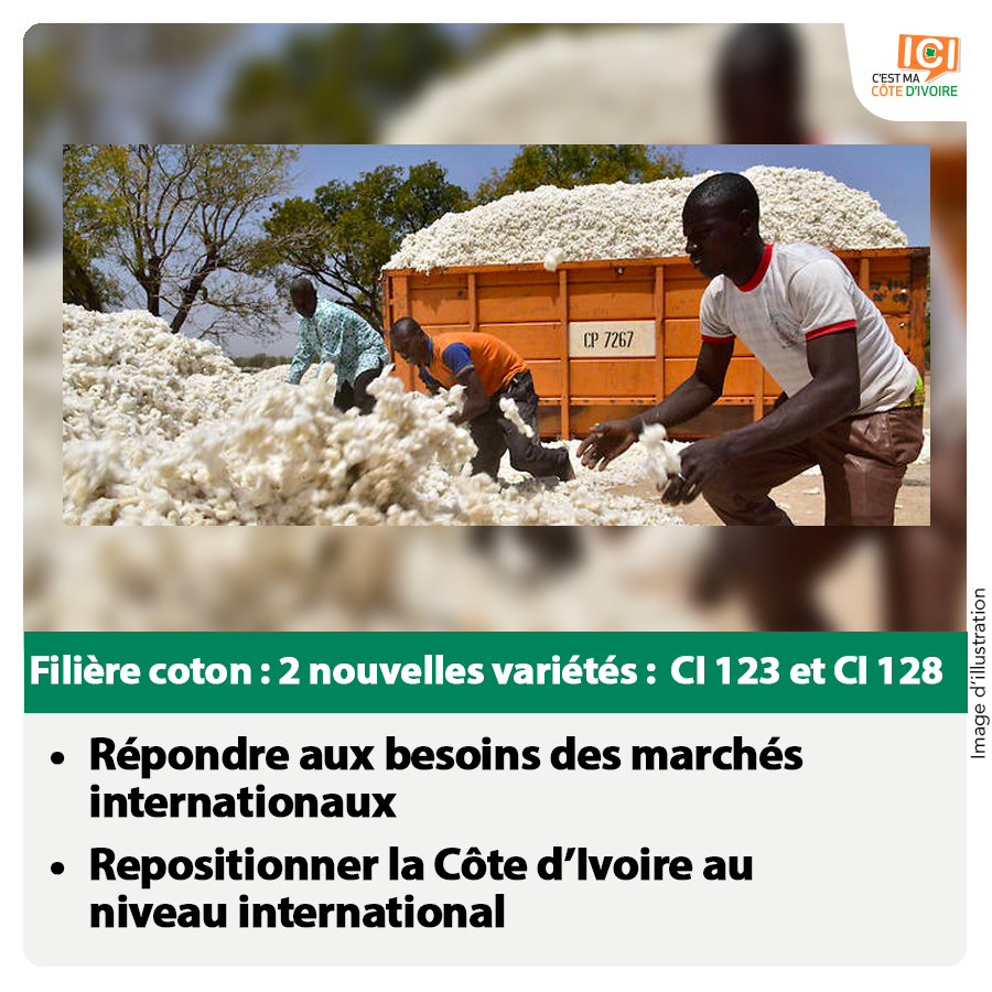 icicestmaciv's tweet photo. #BonASavoir - 2 nouvelles variétés de coton - CI 123 et CI 128 - ont été créées annonce l'Inter Coton. Objectif : améliorer la qualité de la fibre du coton ivoirien et repositionner le pays au niveau international. #icicestmaciv #Intercoton https://t.co/56JIN8rmea