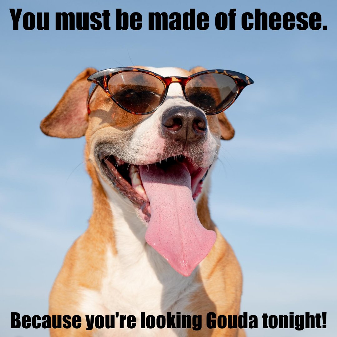 Prized_Pet's tweet photo. It's Flirty Friday! 

OMG soooo cheesy! 🧀

https://t.co/vMPggGseOU

 #flirtyfriday #prizedpet #pickuplines #cheesy #gouda #cheesydog #cheesyjoke #cheesymeme #cheesepickupline https://t.co/2T2ezTdOtW