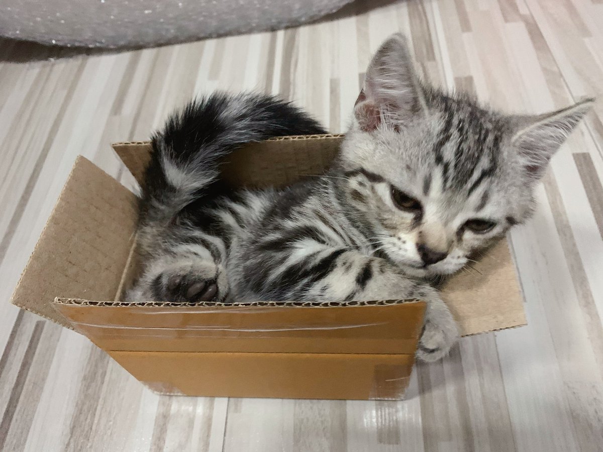 ร้านนี้ไม่ห่อบับเบิ้ลเลยหรอคะ૮₍ ˃ ⤙ ˂ ₎ა