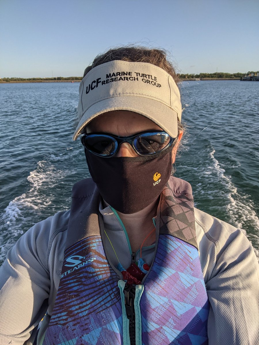 erin_seney's tweet image. Excited to be back on the water catching turtles as part of #UCFTurtleLab&apos;s permitted sea turtle monitoring at Port Canaveral, FL. Here&apos;s @mattylarsen30 with a green turtle nabbed off the dock this morning (MTP-231, NMFS 19508). #UCF #UCFBiology