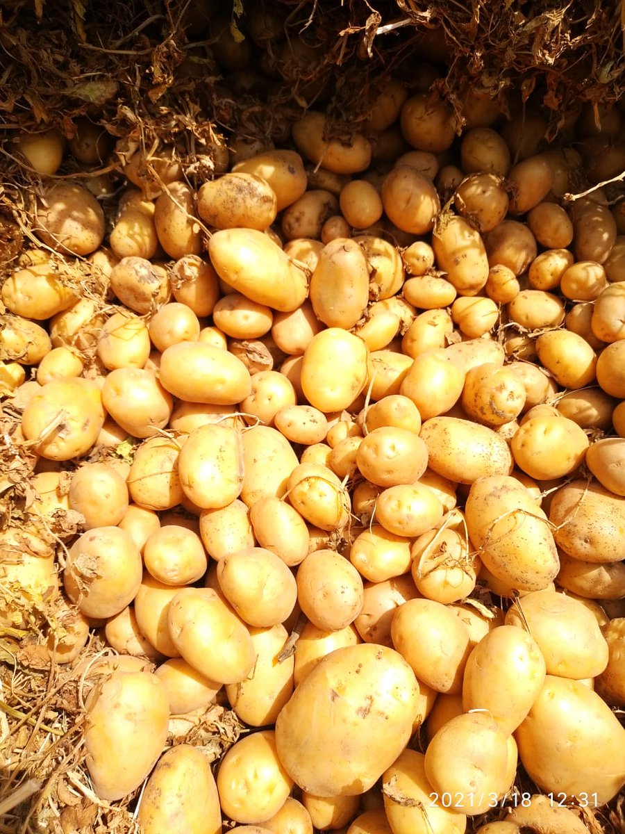 OverseasBalaji's tweet photo. BALAJI OVERSEAS RAJKOT
1More &amp;More&amp;MORE..#EXPORTING #DEESA #GUJARAT #POTATOES TO#Colombo #SriLanka🇱🇰 #PotatoesExport🇱🇰 #DEESAPOTATOES
#GUJARATPOTATOES

#BOOK #YOUR #ORDER #NOW4 #POTATO #EXPORT

CALL FOR MORE DETAILS
JIGNESH+91 9712354344
SATISH+91 9429129403
AKSHIT+91 8347880808 https://t.co/IzB5NFIgXV