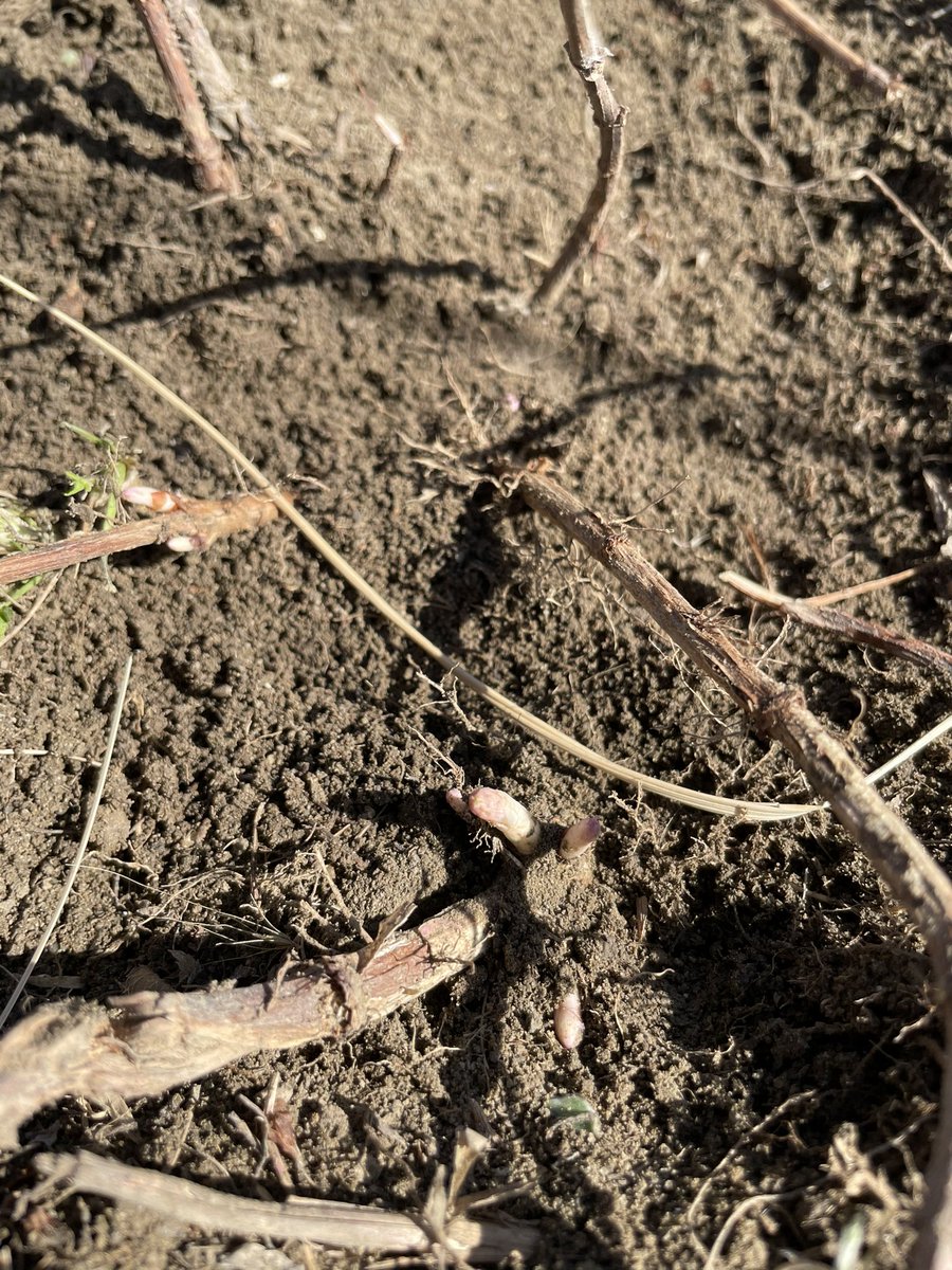 The liquidation is almost complete. We have 1700 mature hop crowns available. Great for landscaping and privacy. $8 dm for details