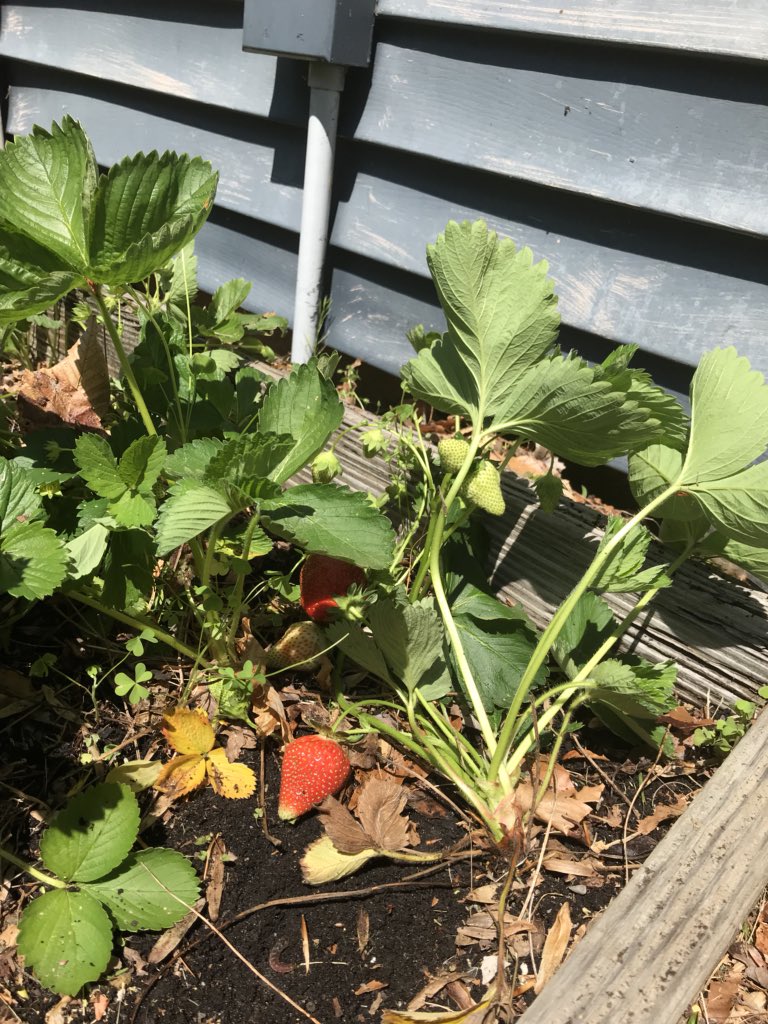 Atlantis_EHR's tweet photo. Looking forward to Horticulture for Undergrad Research progress @atlantis https://t.co/WKsFVVcqoS