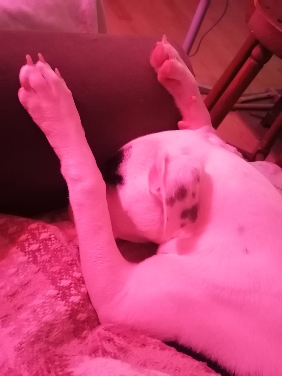 Piyemsesleeey yüsüstü uyuyyyy👸