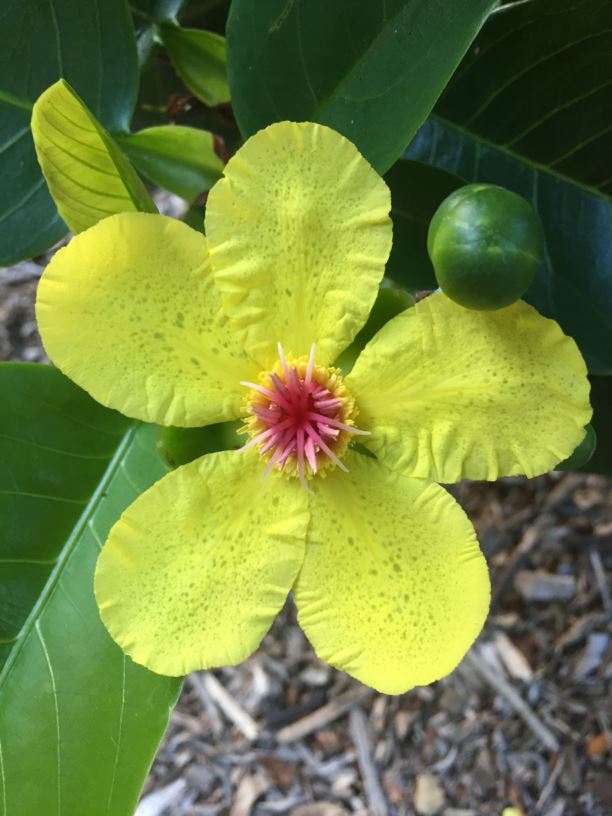 BotanicSydney's tweet photo. Found in the coastal #rainforests of the NT & QLD, Dillenia alata or #RedBeech has yellow #flowers with papery #petals that last just one day. As trees mature, they develop attractive pink-red flaking bark on the trunk, hence the common name Red Beech https://t.co/IiTYJM7OGK https://t.co/1B2o94PUiC