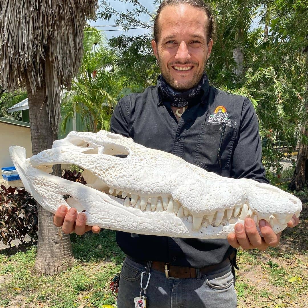 HopeZooKingston's tweet photo. Our curator @IamJoeyBrown is the best! Remember that bloated dead #crocodile from the sewage ponds a couple months ago? Well he was able to bring his head back &amp; cleaned it up &amp; preserve the #skull. So we can display in our  petting zoo for educational talks about our #jamcroc https://t.co/XH98vqXJZ7