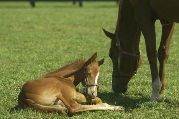 The first several months each year are the busy foaling season in Central KY, so when region farms &amp; practitioners noticed increased diarrhea in foals 2-7 days old, there was concern. <a href="/UKGluckCenter/">UK Gluck Center</a>, <a href="/KYTbred/">Kentucky Thoroughbred Association</a> , <a href="/Grayson_JC/">Grayson-Jockey Club</a> &amp; <a href="/coolmorestud/">Coolmore</a> are responding. bit.ly/2NxLpi6